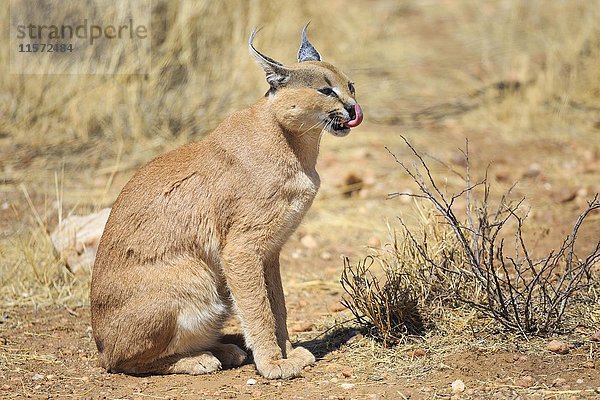 Karakal (Caracal caracal) leckt sich das Maul  in Gefangenschaft  Namibia  Afrika