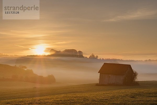 Sonnenaufgang  Heustadl auf einer Wiese  nebelige Atmosphäre  Bauersbach bei Wielenbach  Fünfseenland  Oberbayern  Bayern  Deutschland  Europa