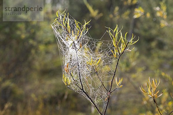 Spinnennetz mit Tautropfen in Weidenzweig  Oberbayern  Bayern  Deutschland  Europa