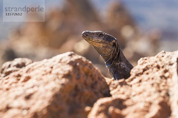 Teneriffa-Eidechse (Gallotia galloti)  Teide-Nationalpark  Teneriffa  Kanarische Inseln  Spanien  Europa