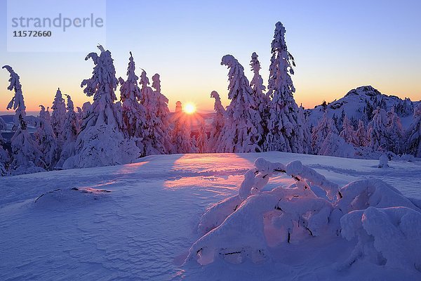 Sonnenuntergang  Arbermandl  verschneite Fichten  Arber  Naturschutzgebiet Bayerischer Wald  Niederbayern  Bayern  Deutschland  Europa