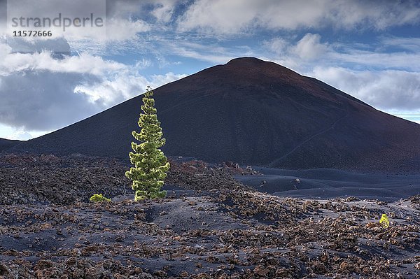 Vulkan Chinyero  Kanarische Inselkiefer (Pinus canariensis) in Santiago del Teide  Teneriffa  Kanarische Inseln  Spanien  Europa