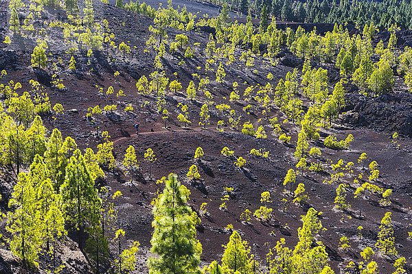 Kanarische Kiefer (Pinus canariensis)  Wanderweg in der Lavalandschaft von Montaña Negra in El Tanque  Teneriffa  Kanarische Inseln  Spanien  Europa