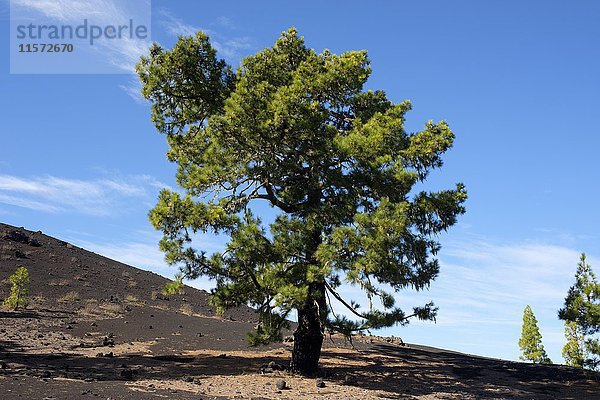 Kanarische Inselkiefer (Pinus canariensis)  Lavalandschaft Montaña Negra in El Tanque  Teneriffa  Kanarische Inseln  Spanien  Europa
