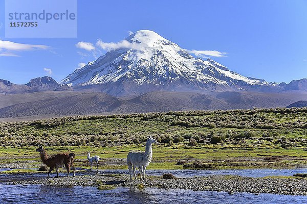 Lamas (lama glama) am Fluss vor dem schneebedeckten Vulkan Sajama  Sajama National Park  Altiplano  Bolivien  Südamerika