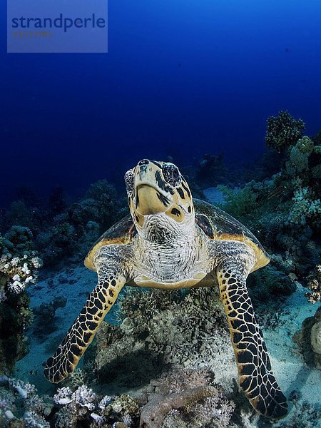 Grüne Meeresschildkröte (Chelonia mydas) über Riff  Rotes Meer  Ägyten