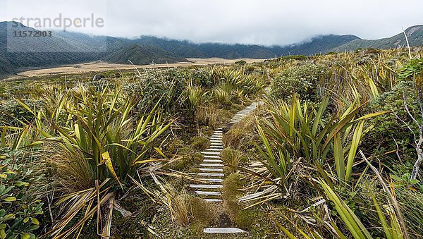 Pfad durch Sumpfgebiet  Pouakai-Rundweg  Egmont-Nationalpark  Taranaki  Nordinsel  Neuseeland  Ozeanien