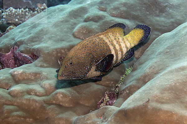 Pfauenzackenbarsch (Cephalopholis argus)  Indischer Ozean  Malediven  Asien