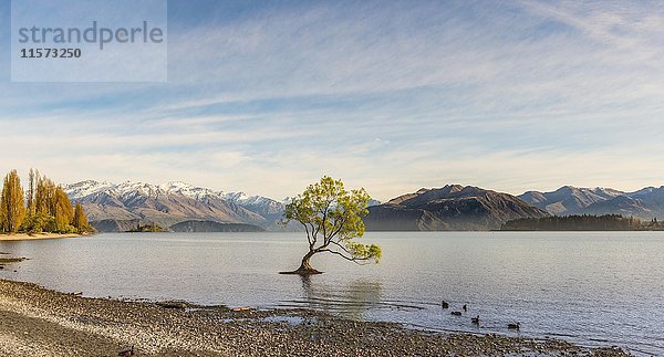 Einzelner Baum im Wasser stehend  Der Wanaka-Baum  Lake Wanaka  Roys Bay  Otago  Southland  Neuseeland  Ozeanien