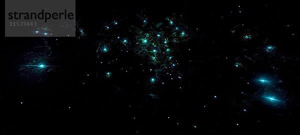 Biolumineszenz  leuchtende Glühwürmchen  Maden von Trauermücken (Arachnocampa luminosa) in einer Höhle  endemisch in Neuseeland  Leith Valley  Dunedin  Neuseeland  Ozeanien