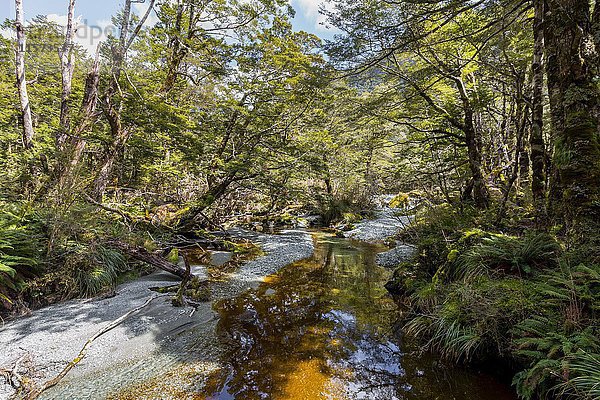 Fluss am Routeburn Track  Regenwaldvegetation  Mount Aspiring National Park  Westland District  Westküste  Southland  Neuseeland  Ozeanien