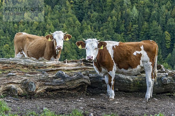 Rinder (Bos primigenius taurus)  Fleckvieh  Jungtiere auf der Weide  Aggenalm  Sudelfeld  Mangfallgebirge  Oberbayern  Bayern  Deutschland  Europa