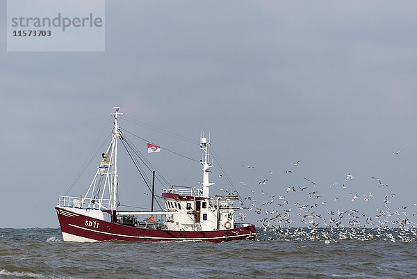 Trawler mit Möwenkolonie (Laridae)  Nationalpark Schleswig-Holsteinisches Wattenmeer  Nordfriesland  Schleswig-Holstein  Deutschland  Europa