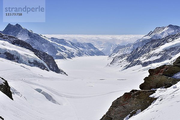 Aletschgletscher mit Schnee  Blick vom Jungfraujoch  Kanton Wallis  Schweiz  Europa