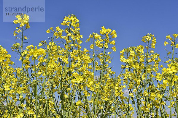 Rapsblüten (Brassica napus)  Sursee  Schweiz  Europa