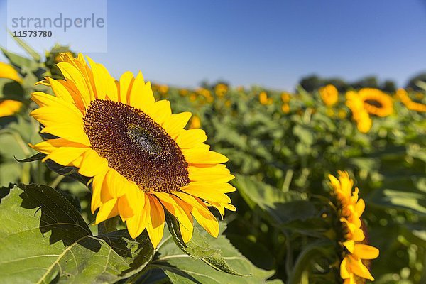 Sonnenblume (Helianthus annuus)  blühend  Sonnenblumenfeld  Sachsen  Deutschland  Europa