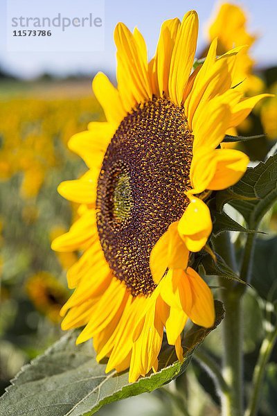 Sonnenblume (Helianthus annuus) in voller Blüte auf einem Feld  Sachsen  Deutschland  Europa