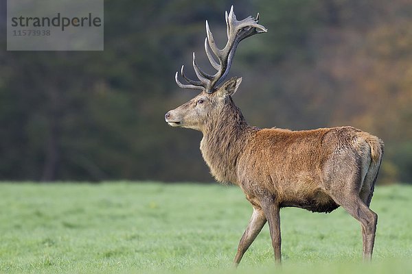 Rothirsch (Cervus elaphus)  männlich  auf einer Grasweide  Südwales  Vereinigtes Königreich  Europa