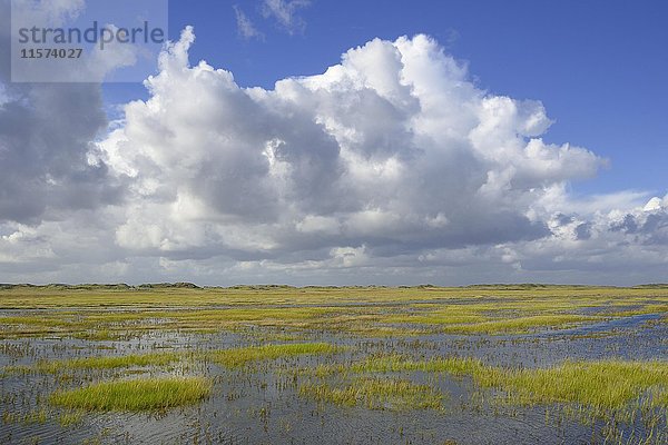 Salzwiesen mit Flut und abziehenden Kumuluswolken (Cumulus)  Sankt Peter-Ording  Nationalpark Schleswig-Holsteinisches Wattenmeer  Nordfriesland  Schleswig-Holstein  Deutschland  Europa