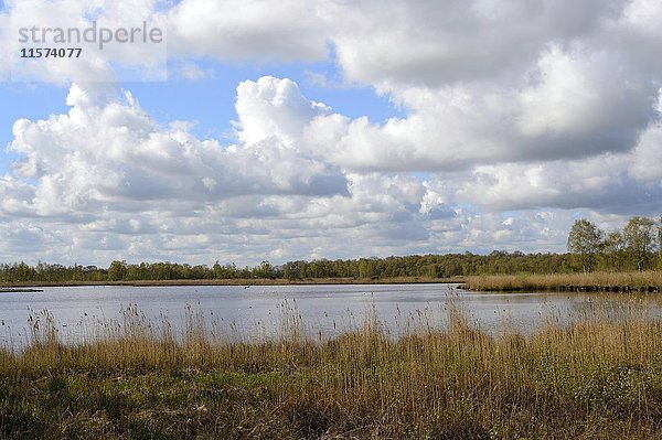 Seenlandschaft  Moorsee  Zwillbrocker Venn  Naturschutzgebiet  Vreden  Nordrhein-Westfalen  Deutschland  Europa