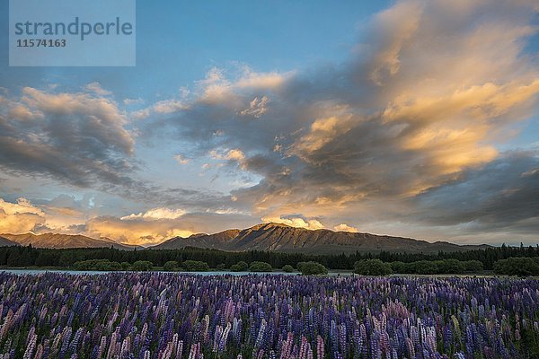 Lupine (Lupinus) bei Sonnenuntergang am Ufer des Lake Tekapo  Tekapo  Region Canterbury  Südland  Neuseeland  Ozeanien