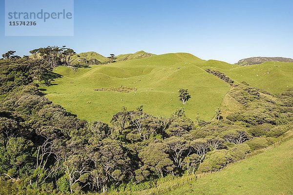 Sanfte Hügel  Schafweiden  nahe Farewell Spit  Golden Bay  Südland  Neuseeland  Ozeanien