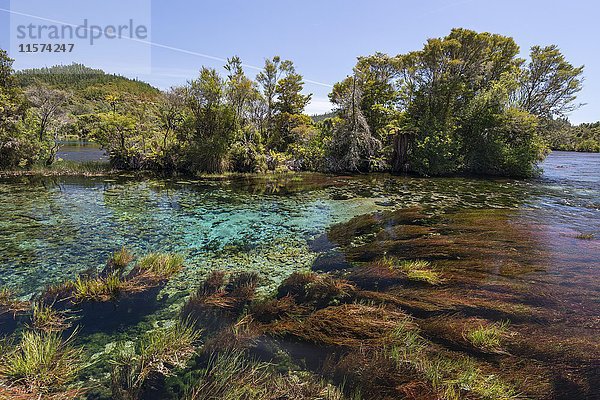Klares Wasser  zentraler Überlauf Te Waikoropupu Springs  auch Pupu Springs  Golden Bay  Tasman Region  Southland  Neuseeland  Ozeanien