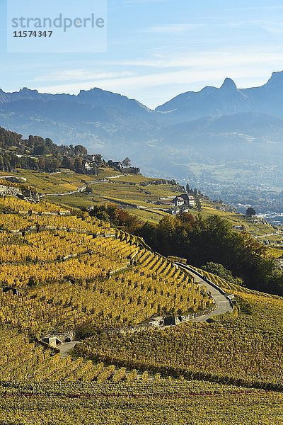 Weinberge im Herbst  Lavaux  Kanton Waadt  Schweiz  Europa