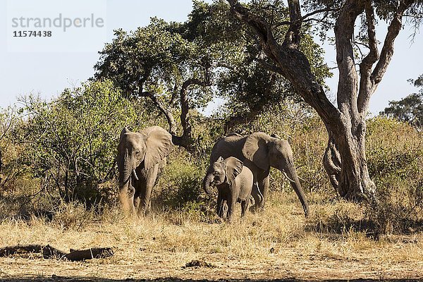 Afrikanische Elefanten (Loxodonta africana)  mit Jungtier im Buschland  Mashatu-Reservat  Tuli-Block  Botsuana  Afrika