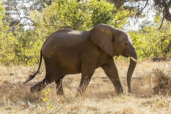Afrikanischer Elefant (Loxodonta africana)  Buschland  Mashatu-Wildreservat  Tuli-Block  Botsuana  Afrika