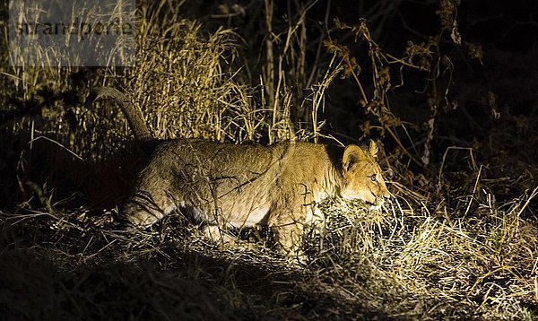 Löwe (Panthera leo)  Jungtier bei einer Nachtwanderung im Scheinwerferlicht  Mashatu-Wildreservat  Tuli-Block  Botsuana  Afrika