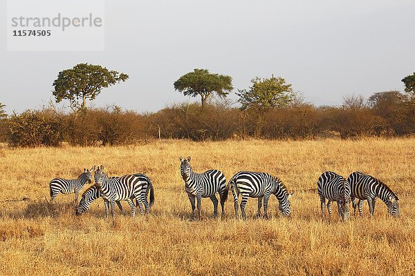 Zebras (Equus quagga) im Grasland  Burchell's Zebras  Serengeti-Nationalpark  Tansania  Afrika