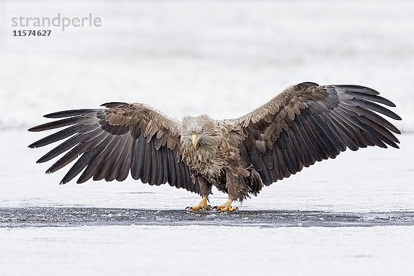 Adler (Haliaeetus albicilla)  Erwachsener landet auf einem zugefrorenen See  Gostyni?sko-W?oc?awski Park  Polen  Europa
