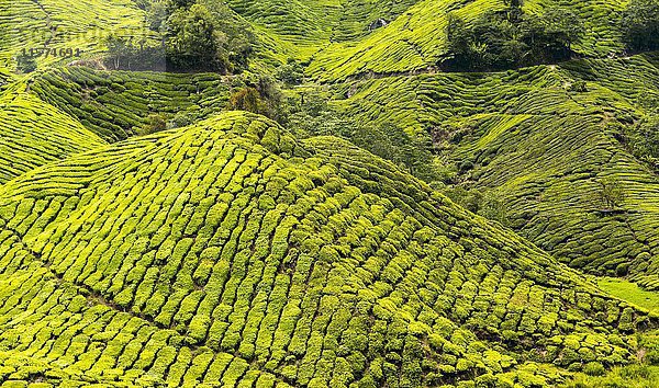 Teeplantagen  Cameron Highlands  Tanah Tinggi Cameron  Malaysia  Asien