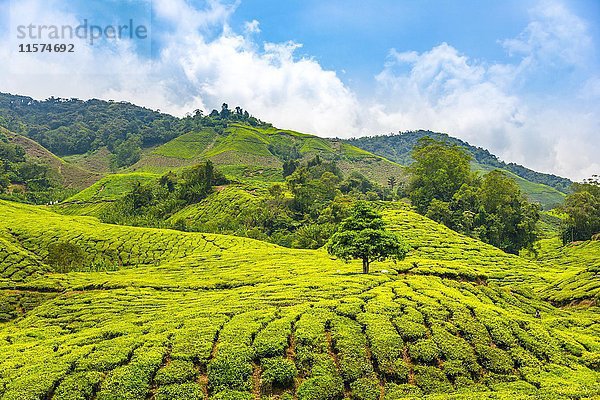 Teeplantagen  Cameron Highlands  Tanah Tinggi Cameron  Malaysia  Asien