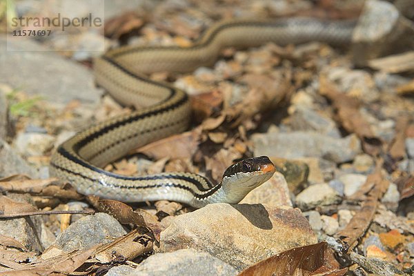 Vierstreifennatter (Dromicodryas quadrilineatus) auf Steinen in Ankaramibe nahe dem Ankaramy-Fluss  Nordwest-Madagaskar  Madagaskar  Afrika