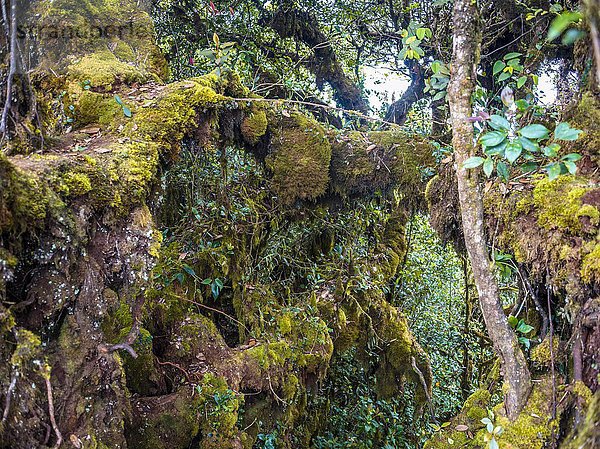 Moosbedeckte Bäume und Äste  Moosiger Wald  Nebelwald  Nebelregenwald  Cameron Highlands  Tanah Tinggi Cameron  Tanah Rata  Pahang  Malaysia  Asien