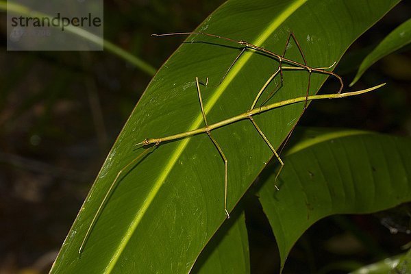 Stabheuschrecken (Phasmatidae)  Paare auf länglichem Blatt  Regenwald  Ostküste  Madagaskar  Afrika