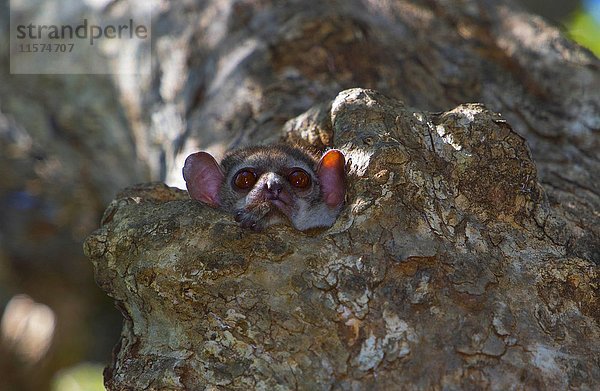Milne-Edwards-Sportlemur (Lepilemur edwardsi) in der Schlafhöhle im Baum  Ankarafantsika-Nationalpark  Westmadagaskar  Madagaskar  Afrika