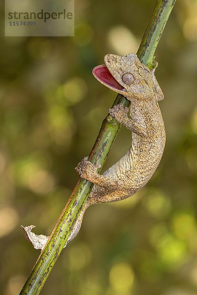 Gunter's Flachschwanzgecko (Uroplatus guentheri) auf einem Zweig in der Nähe von Antsohihy  West-Madagaskar  Madagaskar  Afrika