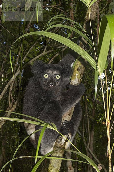 Indri (Indri indri) im Regenwald  Ost-Madagaskar  Madagaskar  Afrika