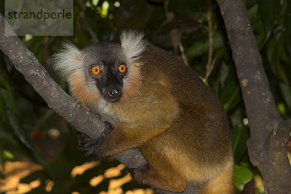Schwarzer Lemur (Eulemur macaco)  Weibchen  Nosy Komba  Nordwestküste  Madagaskar  Afrika