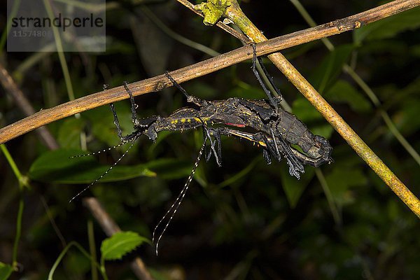 Stabheuschrecke (Parectatosoma mocquerysi) bei der Paarung im Regenwald von Ranomafana  Madagaskar  Afrika