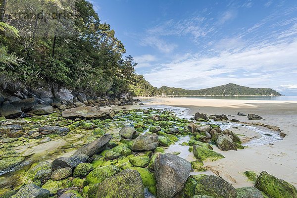 Strand  Beobachtungsstrand  Abel Tasman National Park  Tasman Region  Südland  Neuseeland  Ozeanien