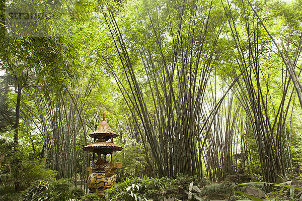 Pagode im grünen Bambuswald  Wang jiang lou Park  Chengdu  Sichuan  China
