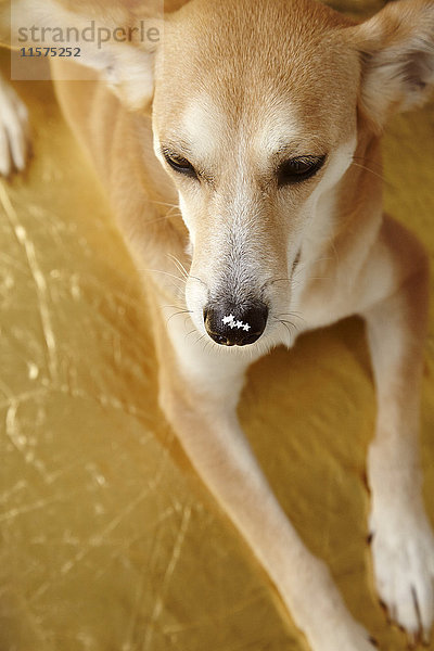 Hund mit glitzernden goldenen Sternen auf der Nase