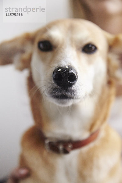 Porträt eines Hundes mit glitzernden Sternen auf der Nase