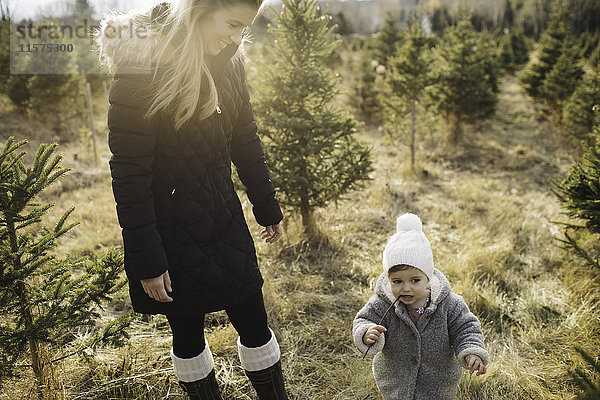 Mutter und kleines Mädchen in einer Weihnachtsbaumfarm  Cobourg  Ontario  Kanada