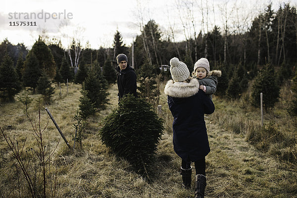 Eltern und kleines Mädchen in einer Weihnachtsbaumfarm  Cobourg  Ontario  Kanada