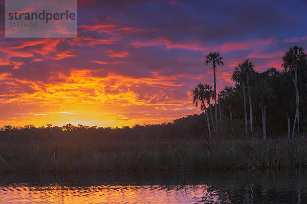 Sonnenaufgang über dem Fluss Halls  Homosassa  Florida  USA